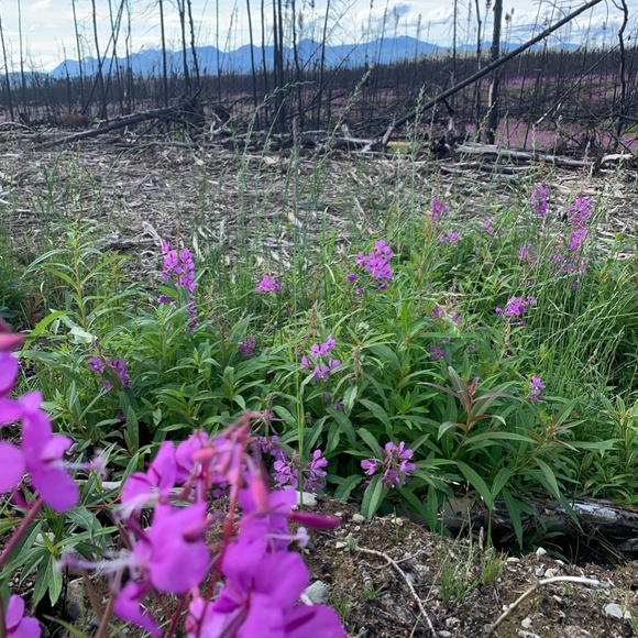 Meet your Posher, Tempest - Picture 4 of 6